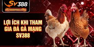 Lợi ích khi tham gia đá gà mạng SV388