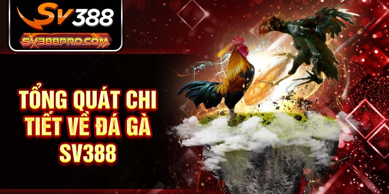 Tổng quát chi tiết về đá gà SV388