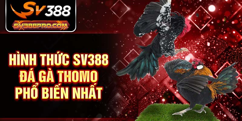 Hình thức SV388 đá gà thomo phổ biến nhất