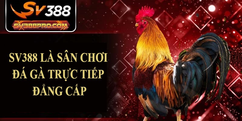 SV388 là sân chơi đá gà trực tuyến đẳng cấp SV388 là sân chơi đá gà trực tuyến đẳng cấp