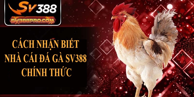Cách nhận biết nhà cái đá gà SV388 chính thức Cách nhận biết nhà cái đá gà SV388 chính thức