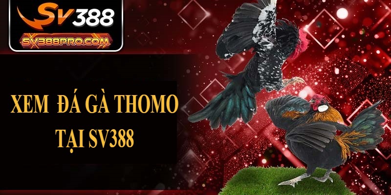 Hướng dẫn xem đá gà Thomo tại SV388 Hướng dẫn xem đá gà Thomo tại SV388