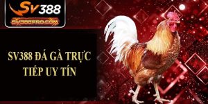 Các yếu tố tạo sự uy tín của SV388 đá gà trực tiếp