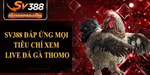SV388 đáp ứng mọi tiêu chí xem live đá gà Thomo