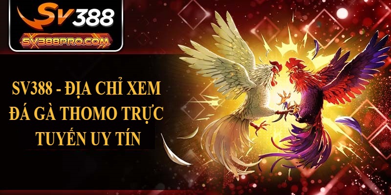SV388 - Địa chỉ xem đá gà Thomo trực tuyến uy tín SV388 - Địa chỉ xem đá gà Thomo trực tuyến uy tín