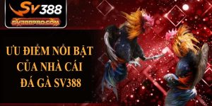 Ưu điểm nổi bật của nhà cái đá gà SV388