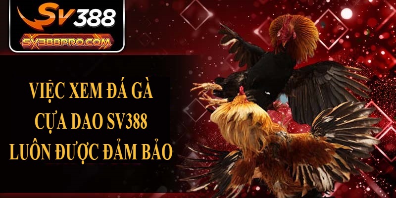Việc xem đá gà cựa dao SV388 luôn được đảm bảo Việc xem đá gà cựa dao SV388 luôn được đảm bảo