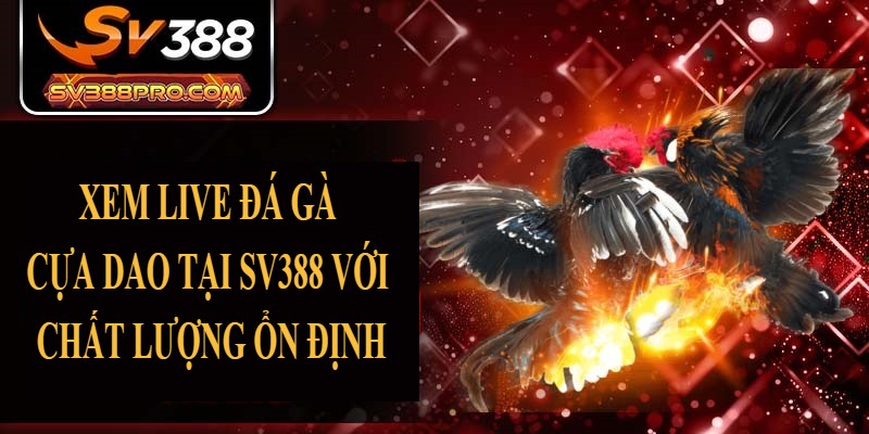 Xem live đá gà cựa dao tại SV388 với chất lượng ổn định Xem live đá gà cựa dao tại SV388 với chất lượng ổn định